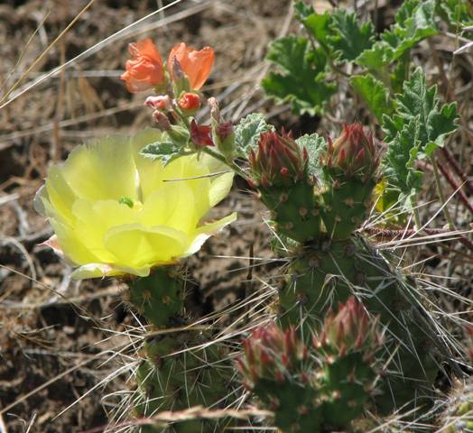 Opuntia polyacantha